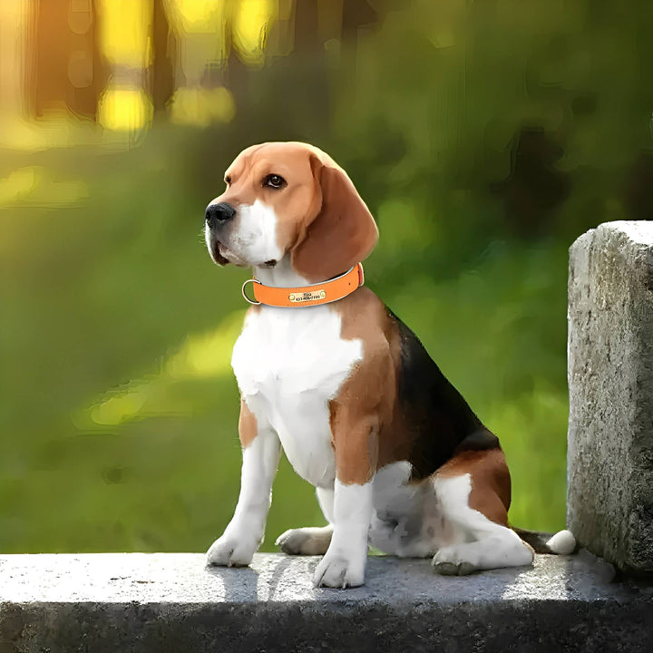 Graveret hundehalsbånd i læder med personligt navneskilt
